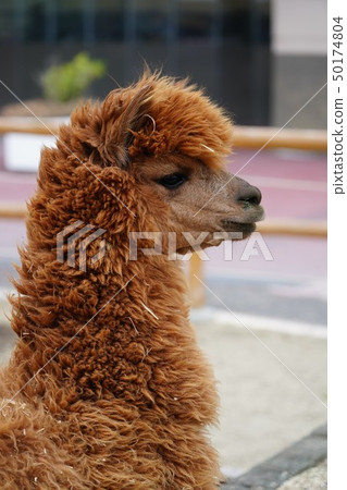 Alpaca Alpaca 50174804