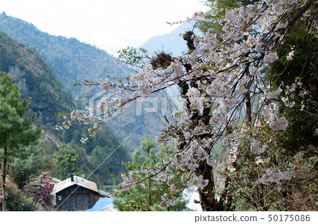 Cherry blossoms blooming on the Elevest Highway 50175086
