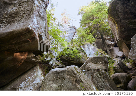 Forest landscape fairytale beech forest and huge stones 50175150