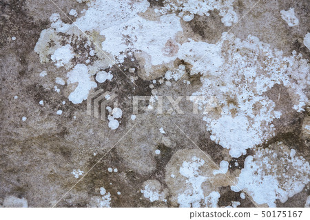 Various colors of lichen on stone background Various colors of lichen on stone background 50175167