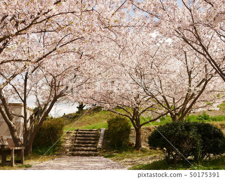 Park with a tunnel of cherry blossoms Park with a tunnel of cherry blossoms 50175391