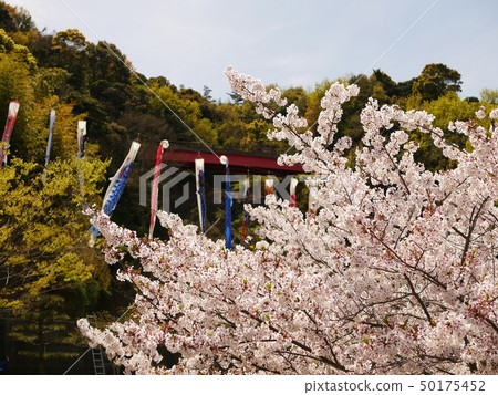 Cherry blossoms in full bloom and carp streamers Cherry blossoms in full bloom and carp streamers 50175452