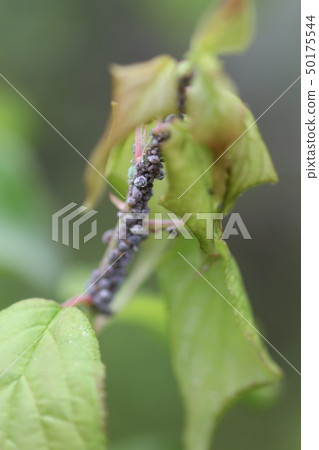 Okabo noka aphid 02 50175544