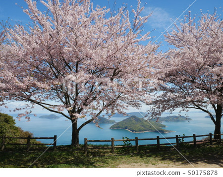 Sakura and Seto Inland Sea in full bloom from Mt. Shikumo Sakura and Seto Inland Sea in full bloom from Mt. Shikumo 50175878