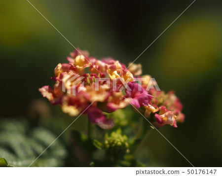 Lantana 50176147