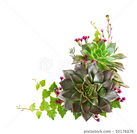 Succulent flowers and ivy leaves in a corner Succulent flowers and ivy leaves in a corner 50176876