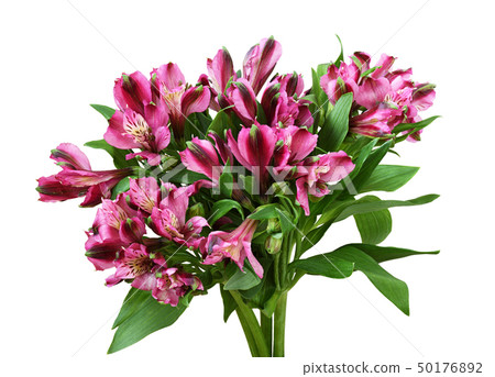 Bouquet of pink alstroemeria flowers 50176892