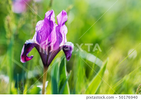 Beautiful purple wild iris blossoming in spring steppe background Beautiful purple wild iris blossoming in spring steppe background 50176940