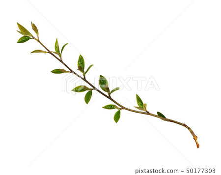 Spring twigs with small green leaves and buds Spring twigs with small green leaves and buds 50177303