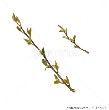 Set of spring twigs with small green leaves and 50177304