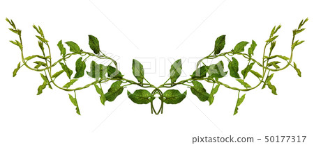 Bindweed sprigs with green leaves in a line 50177317
