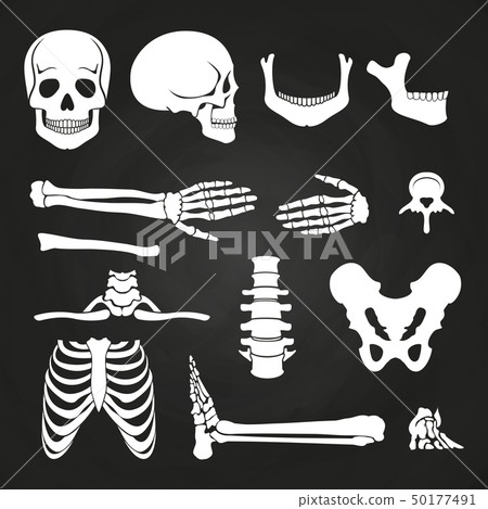 Human bones collection on chalkboard Human bones collection on chalkboard 50177491
