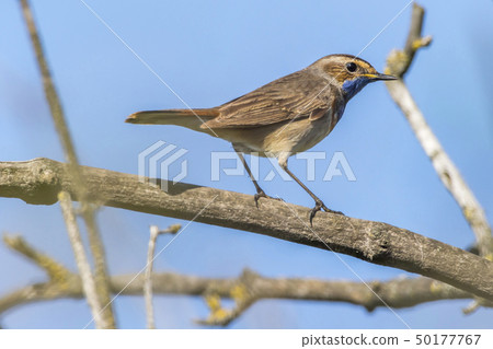 White-spotted bluethroat (Luscinia svecica) White-spotted bluethroat (Luscinia svecica) 50177767