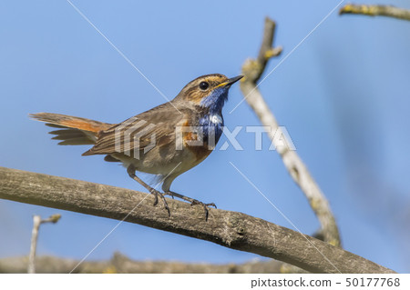 White-spotted bluethroat (Luscinia svecica) White-spotted bluethroat (Luscinia svecica) 50177768