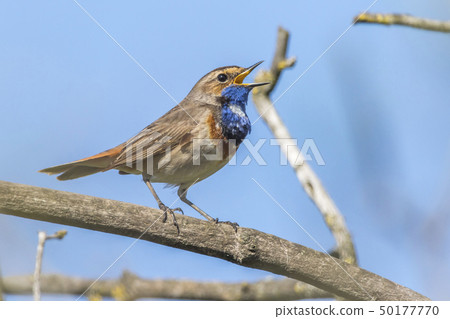 White-spotted bluethroat (Luscinia svecica) White-spotted bluethroat (Luscinia svecica) 50177770