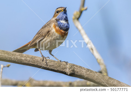 White-spotted bluethroat (Luscinia svecica) 50177771