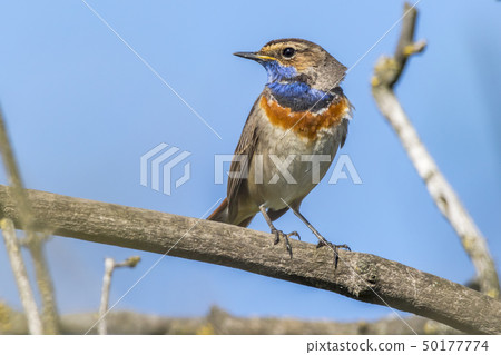 White-spotted bluethroat (Luscinia svecica) 50177774