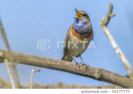 White-spotted bluethroat (Luscinia svecica) White-spotted bluethroat (Luscinia svecica) 50177775