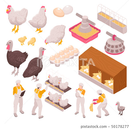 Chicken Production Icon Set 50178277