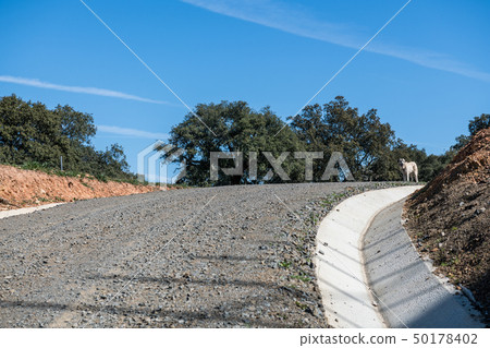 A white Spanish mastiff on top of a hill at the end of a stone path near Grimaldo 50178402