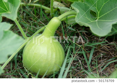 Bottle Gourd or Calabash Gourd on ground in the 50178709