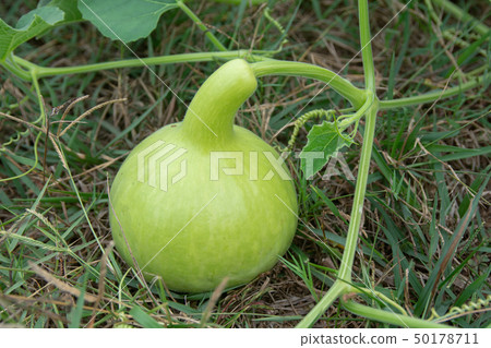Bottle Gourd or Calabash Gourd on ground in the 50178711