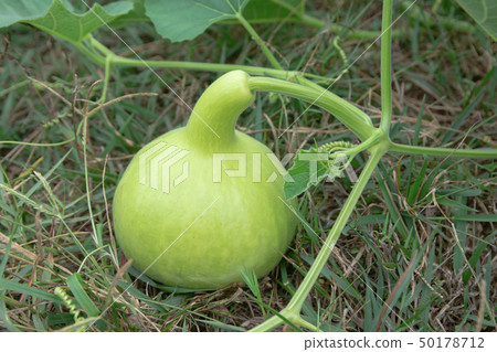 Bottle Gourd or Calabash Gourd on ground in the 50178712