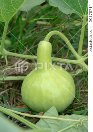 Bottle Gourd or Calabash Gourd on ground in the 50178714