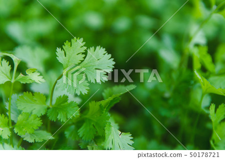 Fresh leaf green coriander in a garden. Vegetable Fresh leaf green coriander in a garden. Vegetable 50178721