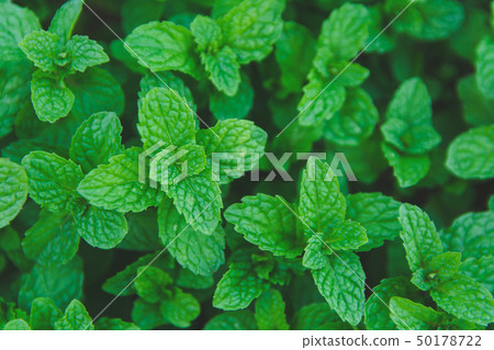 Green peppermint leaves background. Flat lay. 50178722