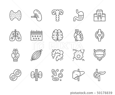 Set of Human Organs Line Icons. Spleen, Stomach, Lungs, Brain, Heart and more. Set of Human Organs Line Icons. Spleen, Stomach, Lungs, Brain, Heart and more. 50178839