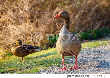 The wild greylag goose in the pond at sunset 50179119