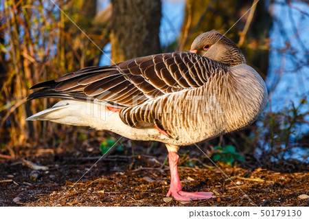 The wild greylag goose in the pond at sunset 50179130
