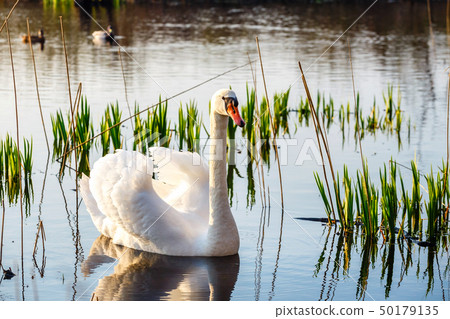 White swan in the lake at the dawn. 50179135