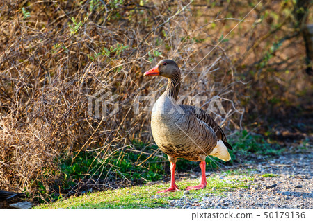 The wild greylag goose in the pond at sunset 50179136