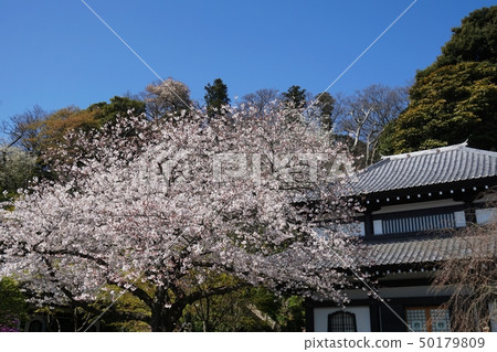 鎌倉市Haseji Temple Sakura Kamakura Hase-dera Temple Cherry bls 鎌倉市Haseji Temple Sakura Kamakura Hase-dera Temple Cherry bls 50179809