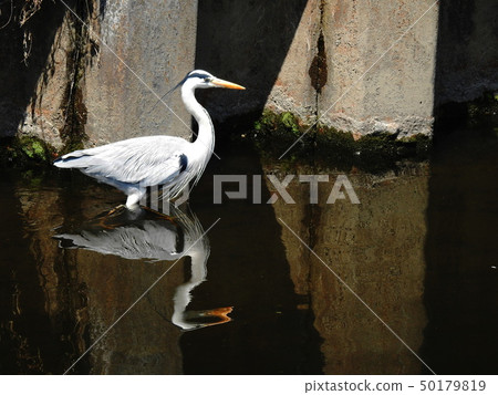 Heron Gray heron Heron Gray heron 50179819