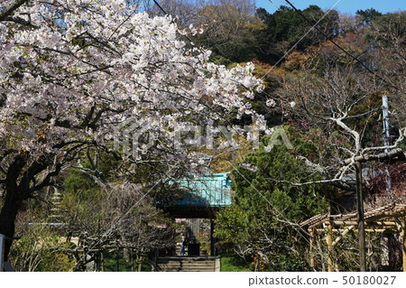 鎌倉市Mitsunoriji鎌倉Kousokuji寺Nori Crab Crab apple 鎌倉市Mitsunoriji鎌倉Kousokuji寺Nori Crab Crab apple 50180027