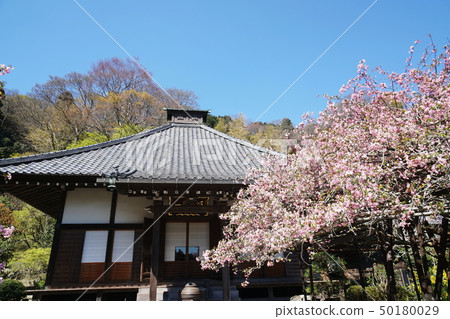 Kamakura City Mitsunoriji Kamakura Kousokuji temple Nori Crab Crab apple 50180029