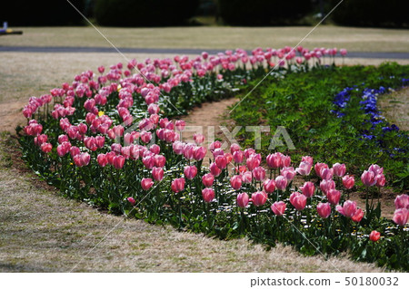 Tulip Tulip Tulip Tulip 50180032