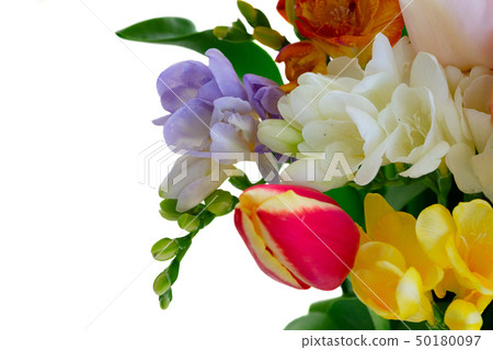 fresh tulips flowers fresh tulips flowers 50180097