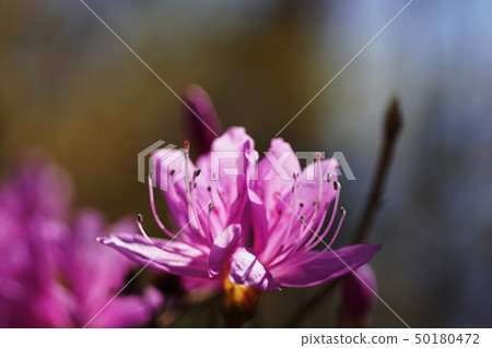 Beetle Trilobe Rhododendron dilatatum Beetle Trilobe Rhododendron dilatatum 50180472