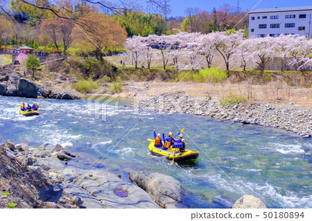 Cherry blossoming Tone River and rafting 50180894