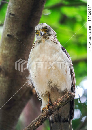 Kammuriwashi Kammuriwashi 50180945