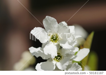 Rikyubai Rikyu李子Exochorda racemosa 50181187