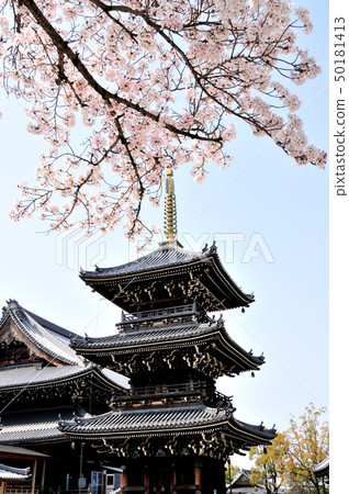 Mizuma-ji Temple cherry blossoms and triple tower 50181413