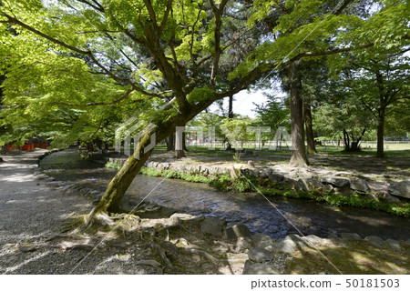 小川如果Kamigamo神社 50181503