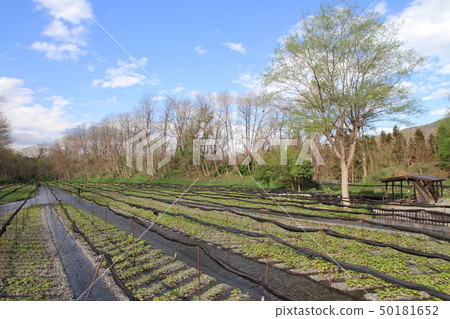 Azumino Daino芥末春天的農場 Azumino Daino芥末春天的農場 50181652