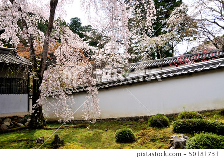天城山王枸杞寺Otodon花園 天城山王枸杞寺Otodon花園 50181731