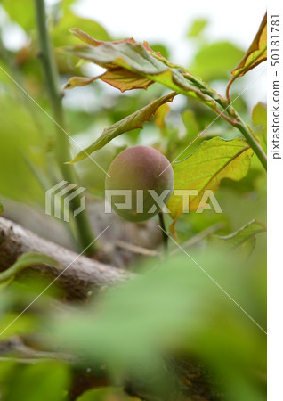 Plum Hachioji 50181781